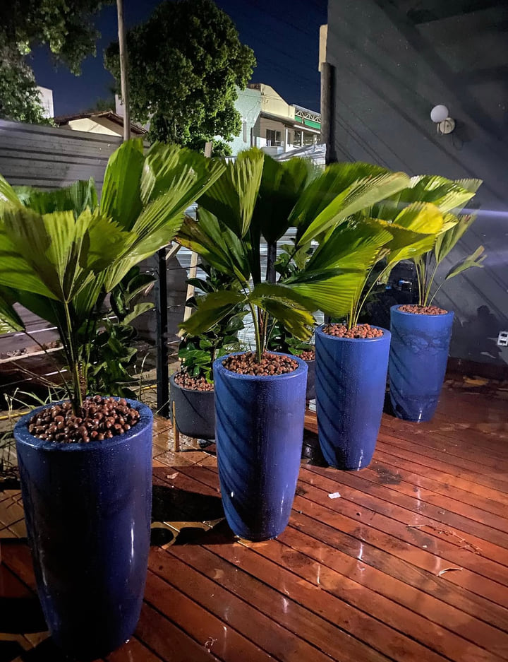 Plantas ornamentais em vasos azuis