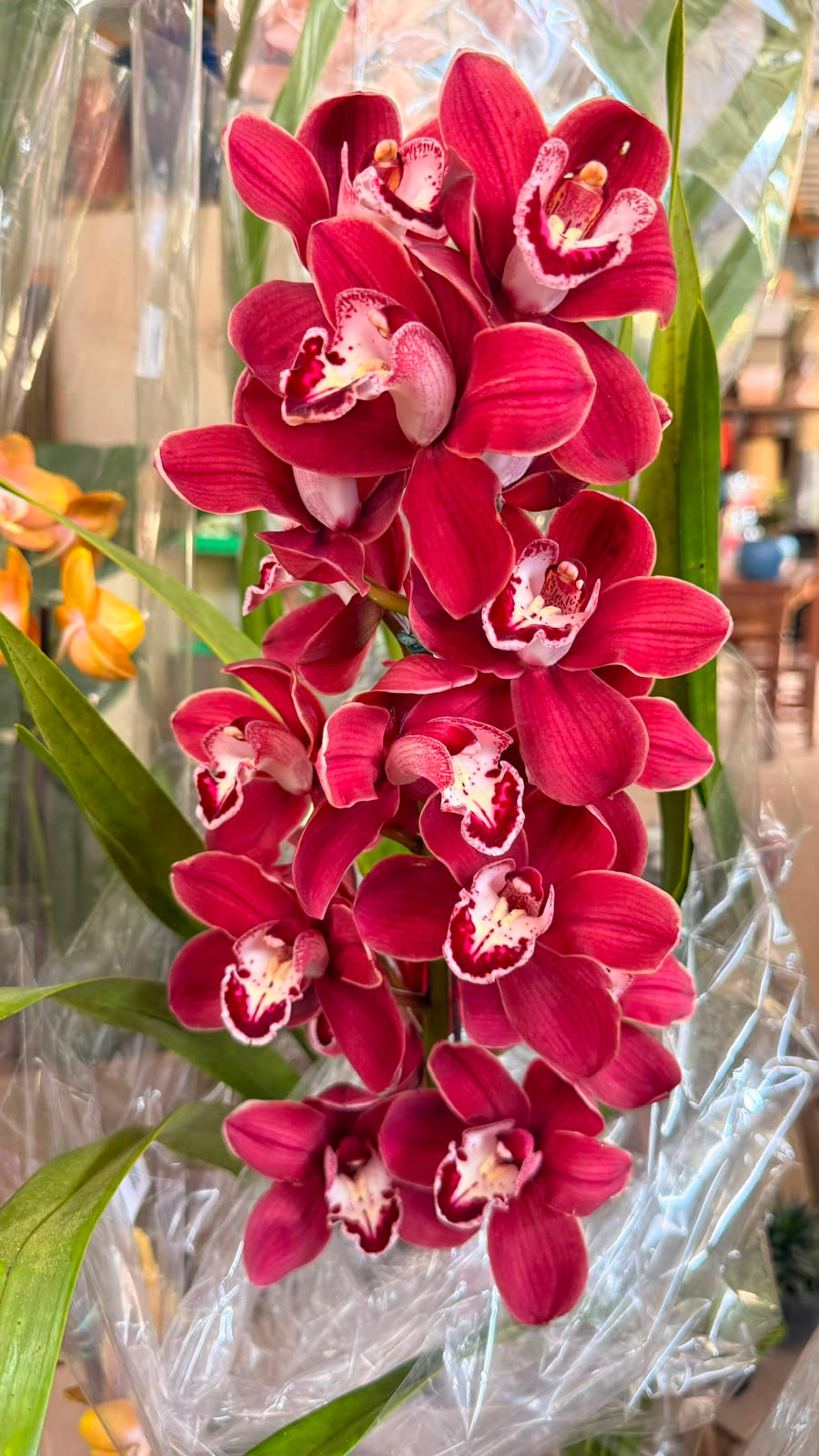Orquídea vermelha florida