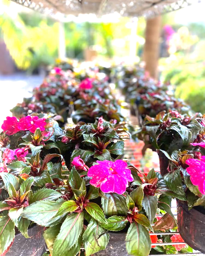 Canteiro de jardim com flores cor-de-rosa e folhagens